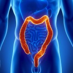 Male colon anatomy – digestive system