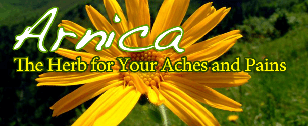 Arnica: The Herb for Your Aches and Pains Arnica: The Herb for Your Aches and Pains
