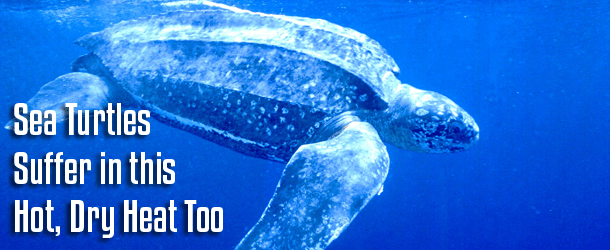 Sea Turtles Suffer in this Hot, Dry Heat Too Sea Turtles Suffer in this Hot, Dry Heat Too
