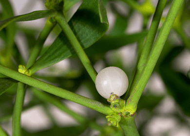 Not Just a Kissing Plant: Mistletoe Fights Colon Cancer Not Just a Kissing Plant: Mistletoe Fights Colon Cancer