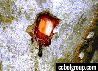 The Healing Powers of the Amazon: Dragon’s Blood Dragon's Blood is Full of Antioxidants