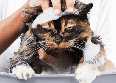 Is the Cost of Toxic Beauty Products Really Worth It? Is the Cost of Toxic Beauty Products Really Worth It?