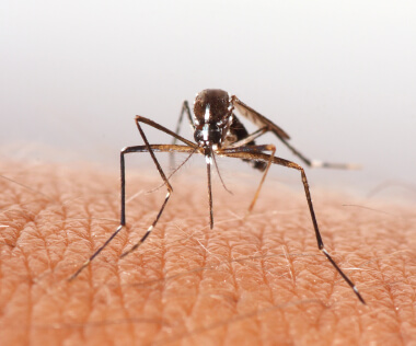 5 Natural Ways To Keep Mosquitoes Away and 10 Ways to Ease Their Bite