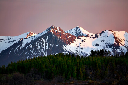 Arctic Herb Sparks Mental and Physical Performance