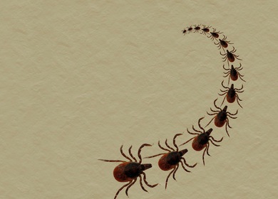 Beware City Dwellers: Ticks Moving In