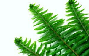 boston fern