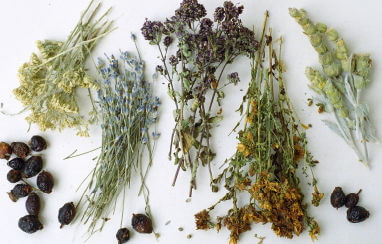 Pipsissewa, Beautiful and Potent Plant