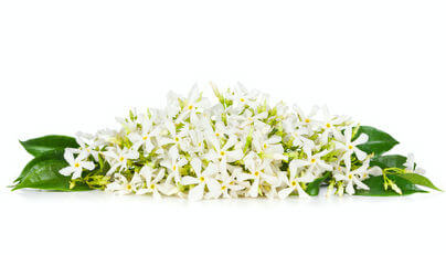 Have Chocolate Cravings? Take a Sip of Jasmine