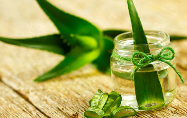 The Ancient Succulent with Healing Powers