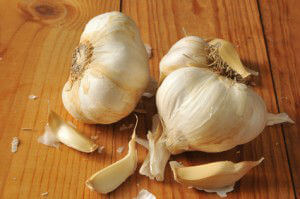 garlic