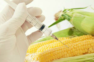 gmo labels