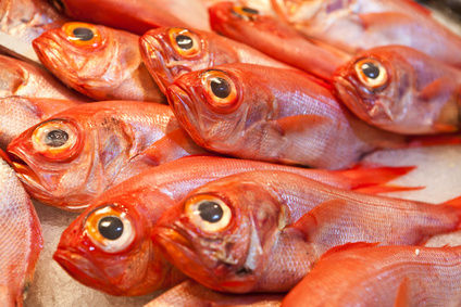 Study – Ocean Acidification Leading to Anxious Fish