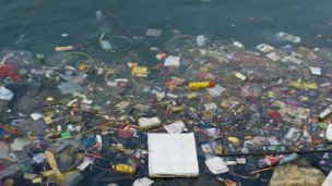 Oceans Full of Plastic Impacting Seafood Quality