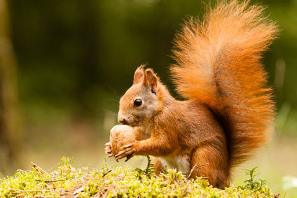 Squirrel with nut