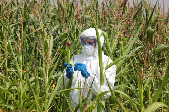 Agent Orange GMOs On the Way