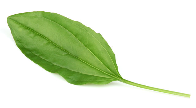 4 Health Promoting Properties of Plantain Leaves