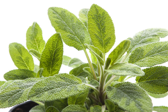 Growing and Using Sage: An Aromatic Mediterranean Herb