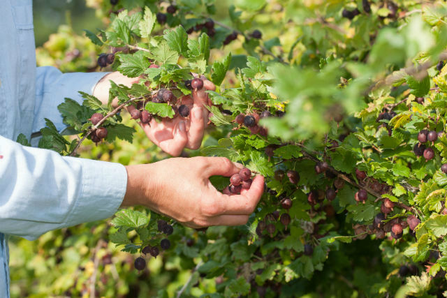 Gooseberry: The Health and Beauty Bush