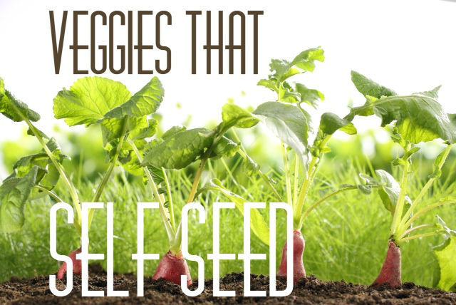 Plant Self Seeding Vegetables in Your Garden