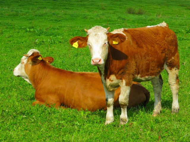 You Are What Your Food Eats