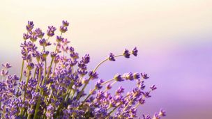 5 Therapeutic Uses for Lavender