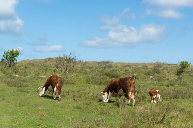 Mad Cow Disease Confirmed in Texas: Choose Grass Fed