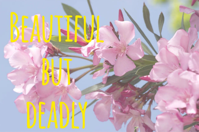 7 Things to Do Around Your Home for Summer Safety