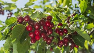 Watch Out: Rising Food Costs are Inevitable Due to California Drought