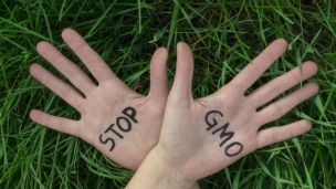 Yucatán Peninsula Rejects GMO Soybeans