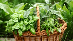 8 Herbal Remedies You Can Grow Yourself