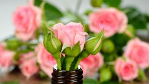 Ancient Oils of Attraction to Boost Your Love Life