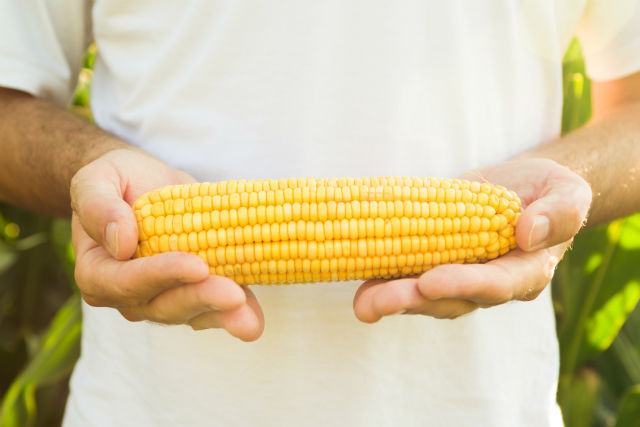 4 Yummy Organic Corn Recipes to Celebrate the Harvest
