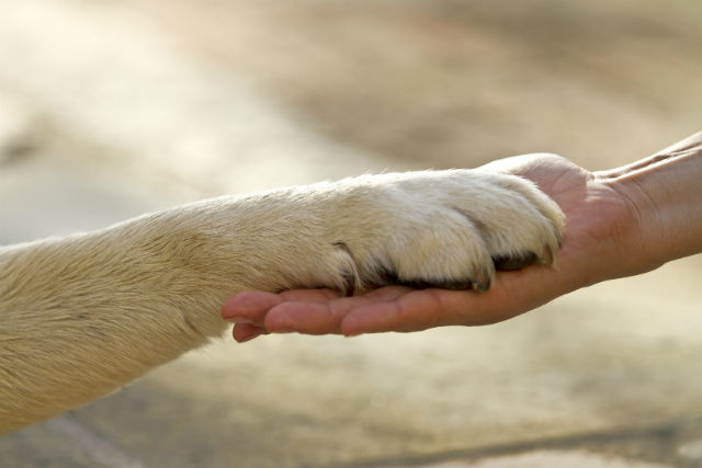 8 Ways Your Pet Makes You a Better Person