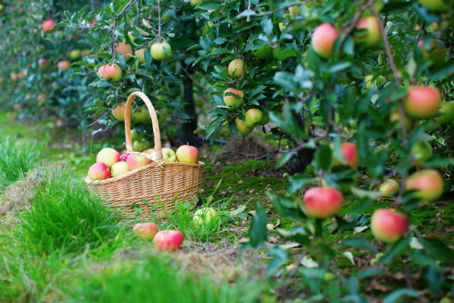 Seasonal Eating: Why it is a Good Idea