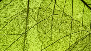 Scientists Work Toward Mirroring Photosynthesis for Green Fuel