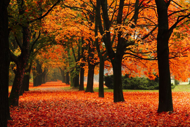 5 Ways to Enjoy the Fall Fresh Air