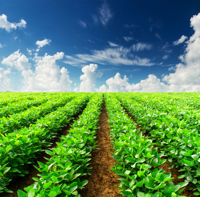 Environmental Working Group Reports that New GE Crops Are Putting Foods at Risk