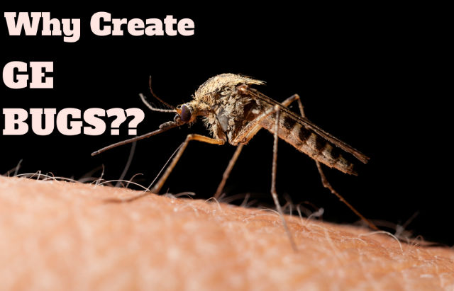 Why are We Creating GE Insects??
