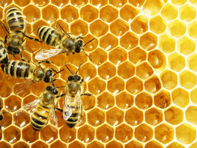 Could Bees Help Us with Hair Growth?