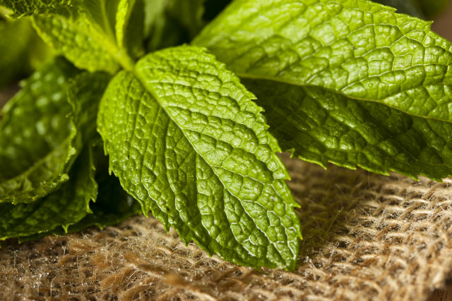 9 Ways to Use Mint this Holiday Season