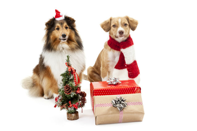 15 Low Cost Gifts to Make Fido Happy