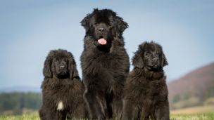 Top Family Dogs