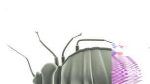 Seemingly Innocent Bed Bugs Transmit Dangerous Pathogen