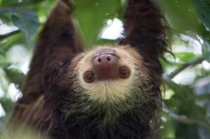 sloth