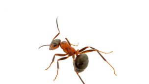 How to Get Rid of Ants Once and For All – Naturally