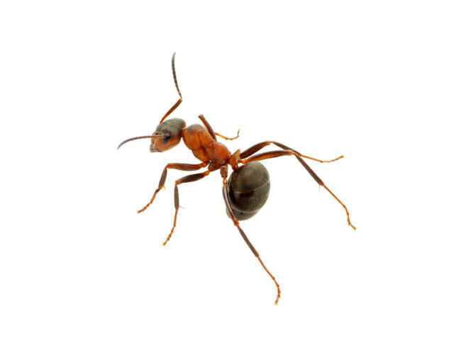 How to Get Rid of Ants Once and For All – Naturally