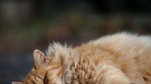 Need a Reason to Nap: Here are 8 Good Ones