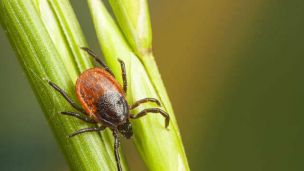The Bourbon Virus: Another Reason to Watch Out for Ticks