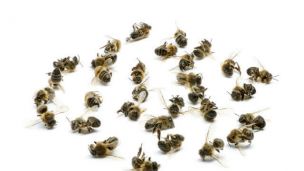 As Bees Die, Malnutrition Concerns Rise