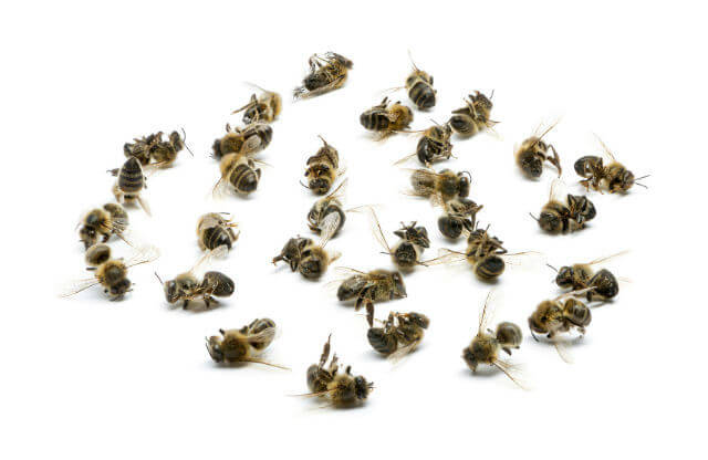 As Bees Die, Malnutrition Concerns Rise